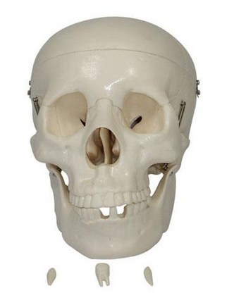 Life-Size Skull